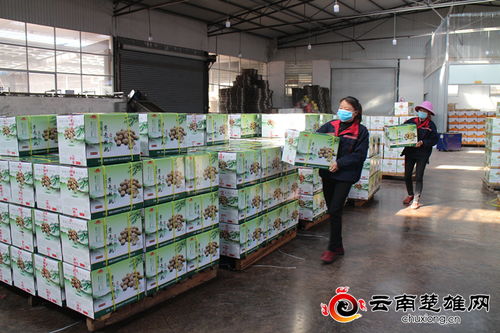 大姚县全面落实“六保”任务，助力农产品稳产增收