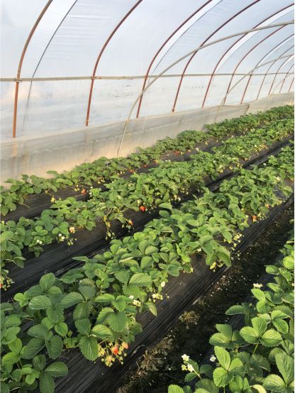 兰江街道 多措并举确保农业生产安全，提供优质农产品