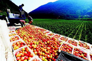 江西沁县 积极打造有机农产品生产加工产业集聚区，助力乡村振兴