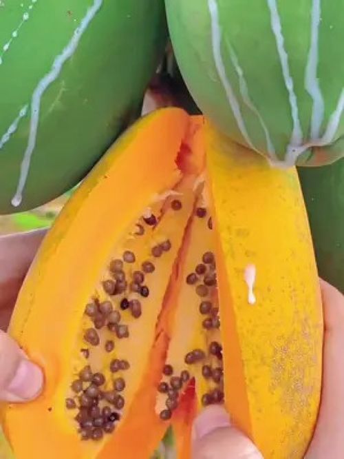 优质农产品 从田间到餐桌的品质革命