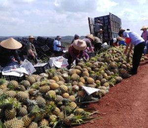 农产品收购 连接田野与餐桌的关键桥梁