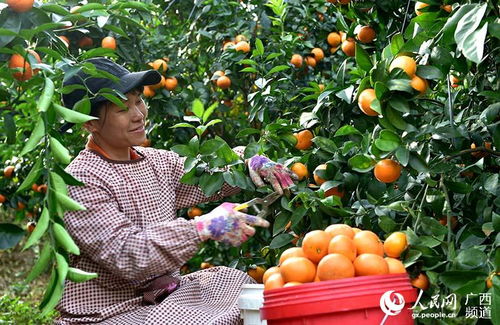 马山县 龙头企业引领扶贫产品走向国内外市场